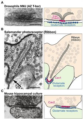 Mechanisms controlling the trafficking, localization, and abundance of presynaptic Ca2+ channels